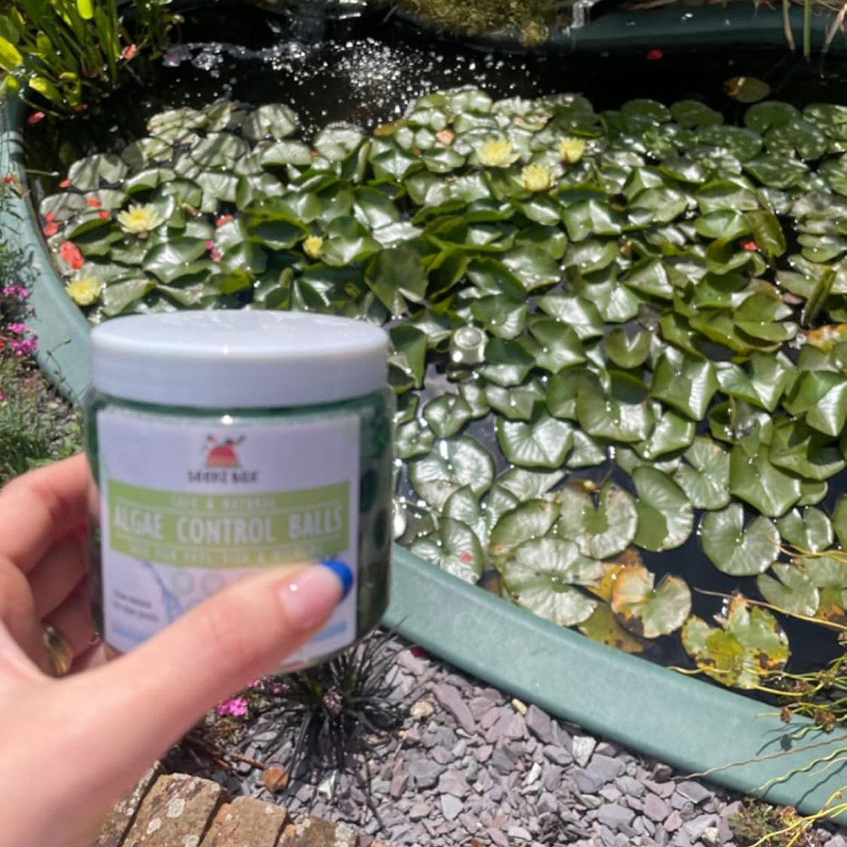 Pond Algae Remover - Clear water remover - Seedzbox