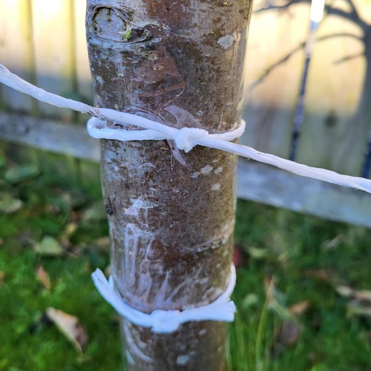 Tree Grease Glue Bands For Fruit Trees 1m - Pack of 2 - Seedzbox