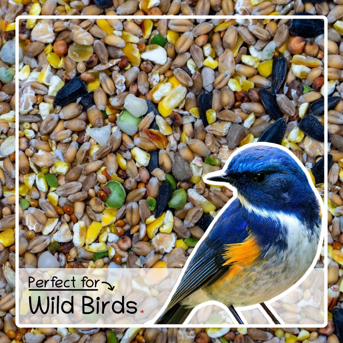 Bird Seed Food - Wild Birds Feed Mix 1.8kg & 5kg - Seedzbox