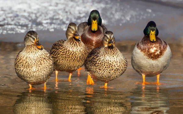 A detailed guide to duck breeds identification - Seedzbox