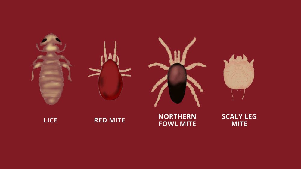 A Guide to Chicken Mites & Lice - Seedzbox