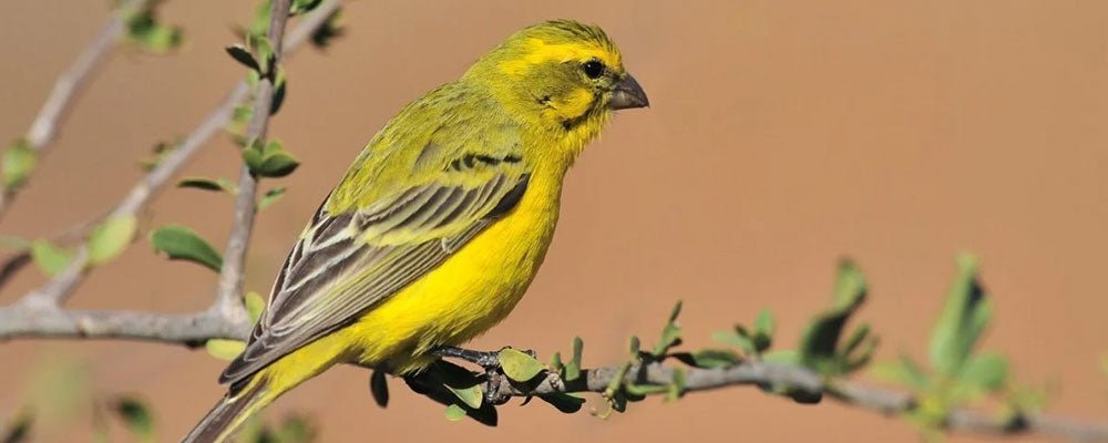 A History of Canary Birds - Seedzbox