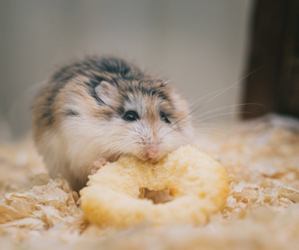 A little guide to Campbell’s hamsters - Seedzbox