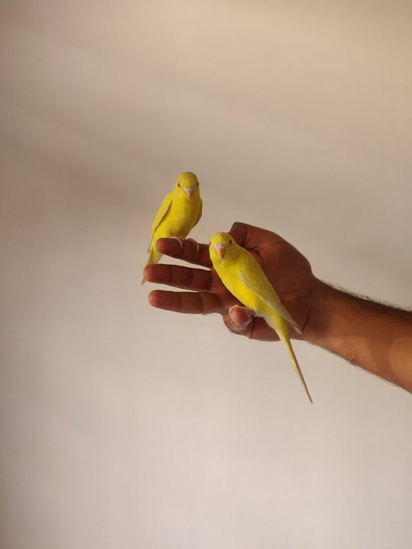 A little guide to feeding canary birds - Seedzbox