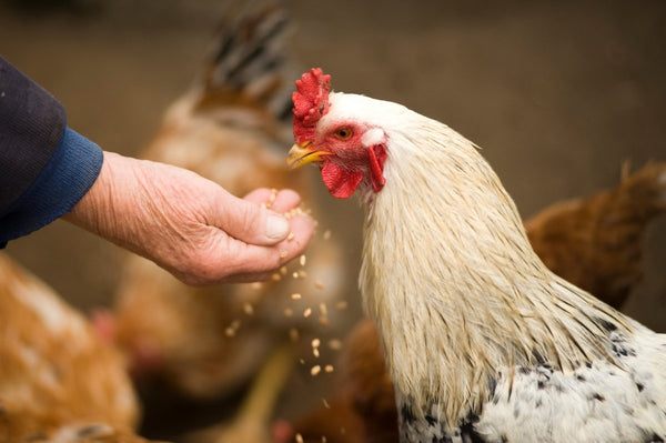 A little guide to feeding chickens & poultry - Seedzbox