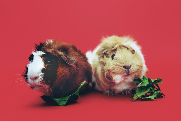 A little guide to guinea pigs and grooming - Seedzbox