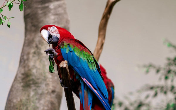 A little guide to macaw parrots - Seedzbox