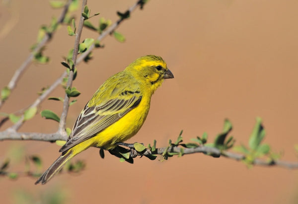 A little history of canary birds - Seedzbox
