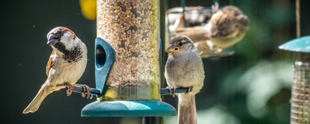 Bird Feeders, Stations and Tables - Our Guide - Seedzbox