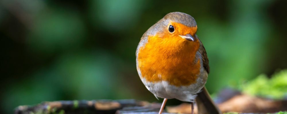 Christmas Robin Poem - Seedzbox