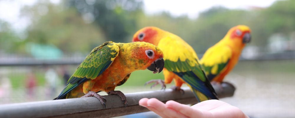 Cockatiel Guide - A Guide to Feeding Cockatiels - Seedzbox