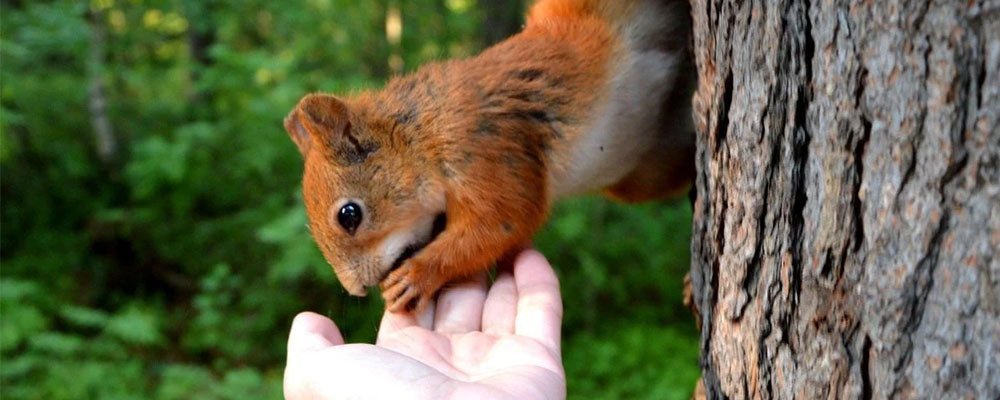 Do squirrels bite? - Seedzbox