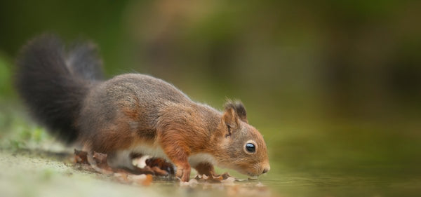 Do squirrels drink water? - Seedzbox