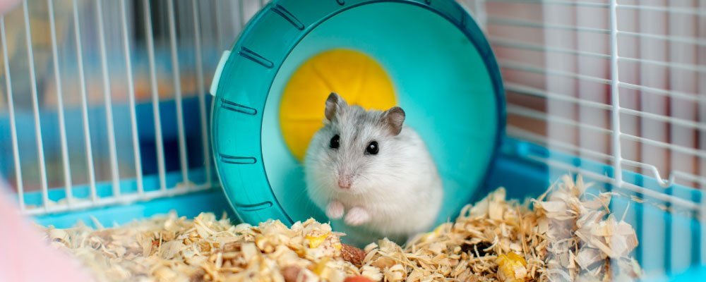 Hamster body language – what is your hamster trying to say? - Seedzbox
