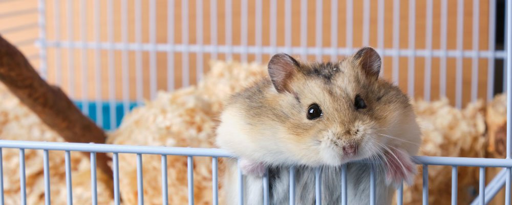 Hamster Cages and Hamster Wheels - Our Guide - Seedzbox