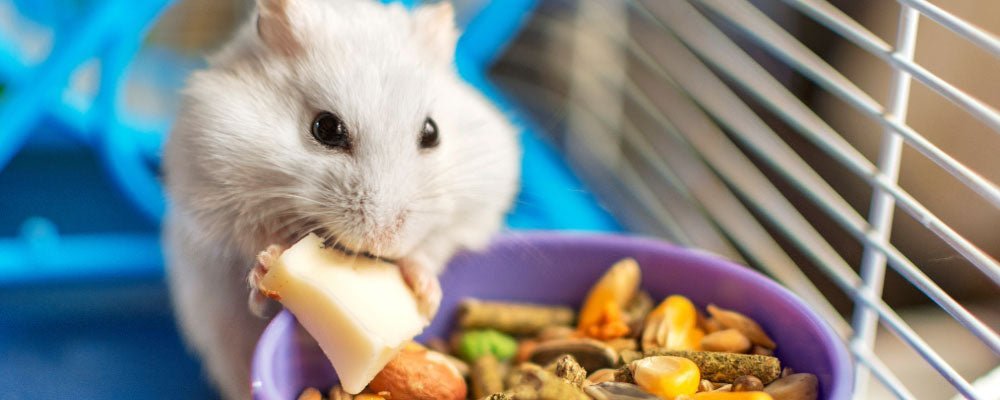 Hamster Food - A Guide To Feeding Hamsters - Seedzbox