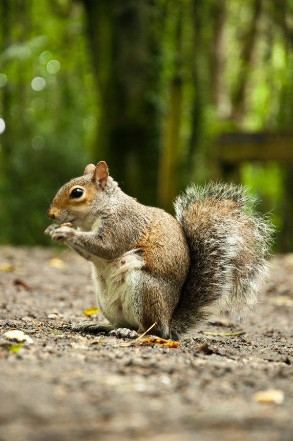 How do squirrels mate? - Seedzbox