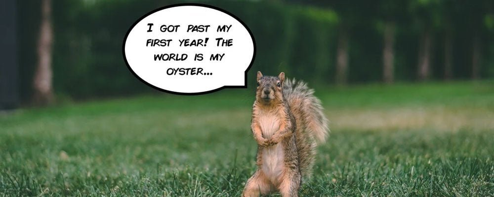 How long do squirrels live for? - Seedzbox