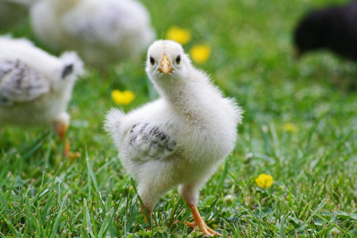 How To Add New Chickens To Your Flocks - Seedzbox