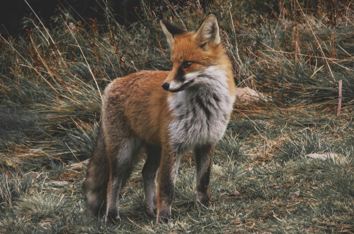 How To Protect Your Chickens From Foxes? - Seedzbox