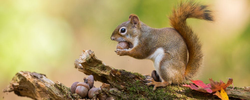 Squirrel Food - A Guide To Feeding Squirrels - Seedzbox