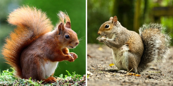 The Seedzbox Guide to Red Squirrels & Grey Squirrels - Seedzbox
