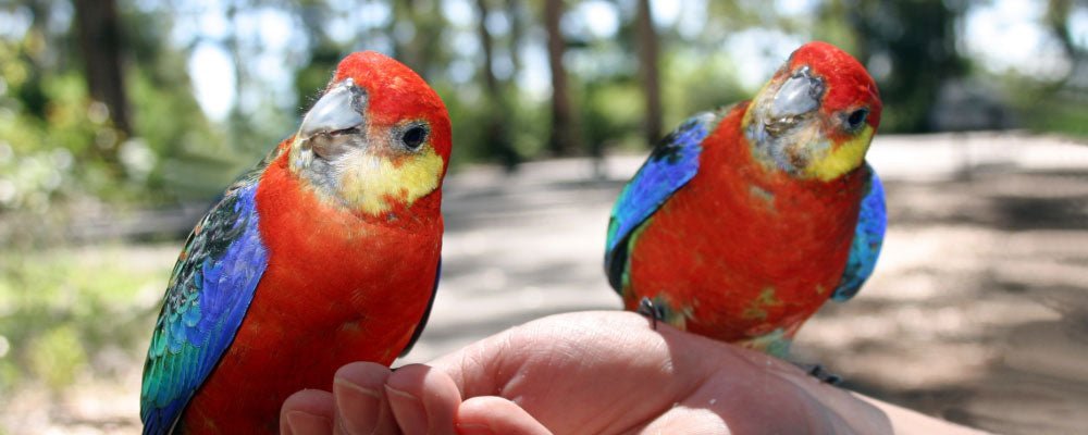 What is a Parrot? Facts About Parrots - Seedzbox