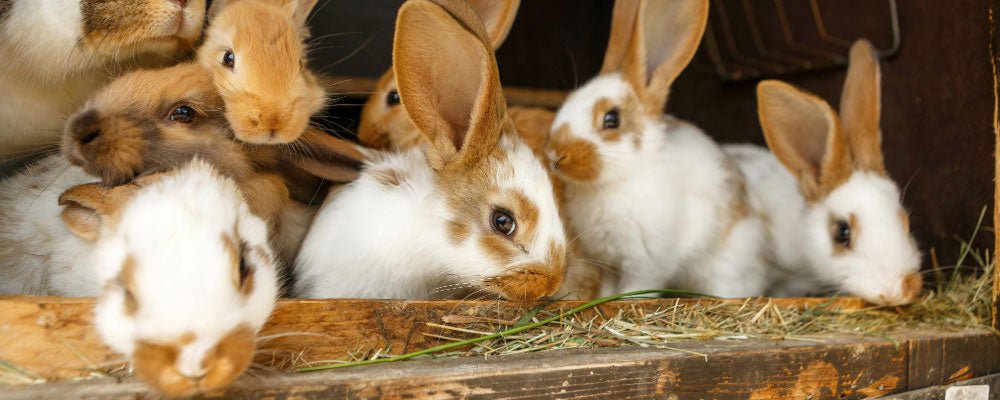 What should I feed rabbits?