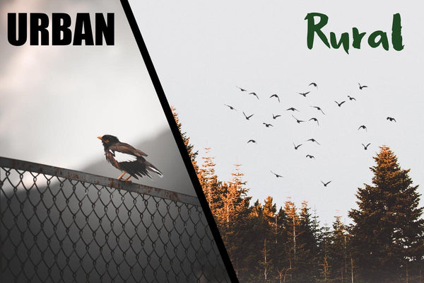 What’s the difference between rural and urban birds? - Seedzbox