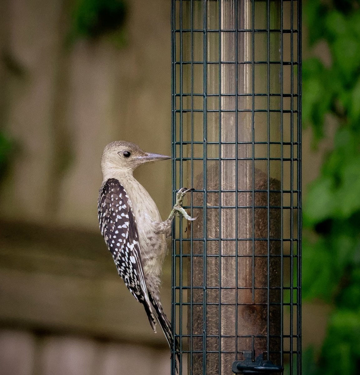 Bird Feeders - Seedzbox