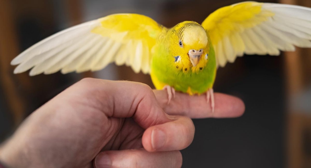 Budgies, Canaries & Cockatiels Food - Seedzbox