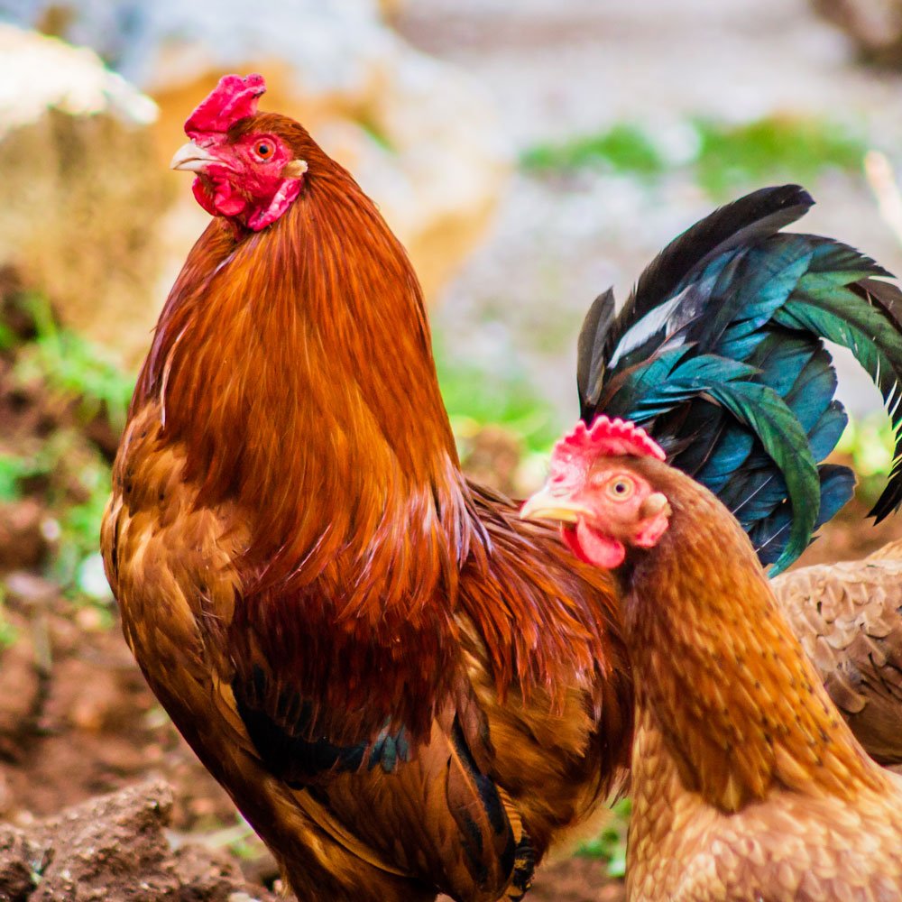Chicken Food - Seedzbox