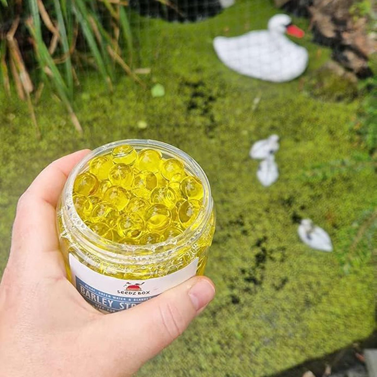 Pond Cleaners - Seedzbox