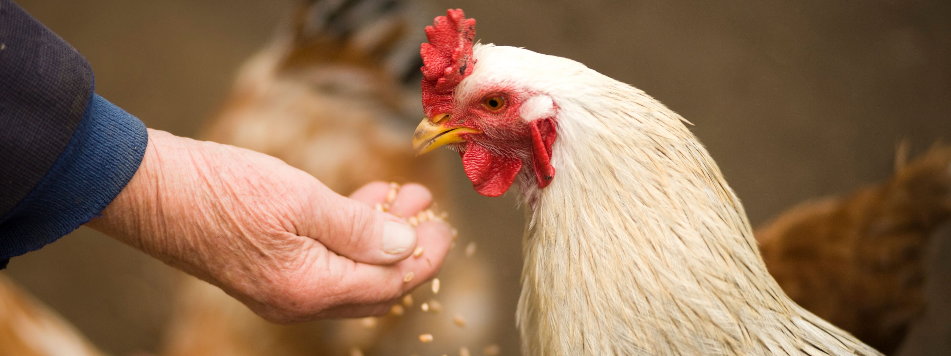 Feeding Chickens - How To Feed Chickens At Home