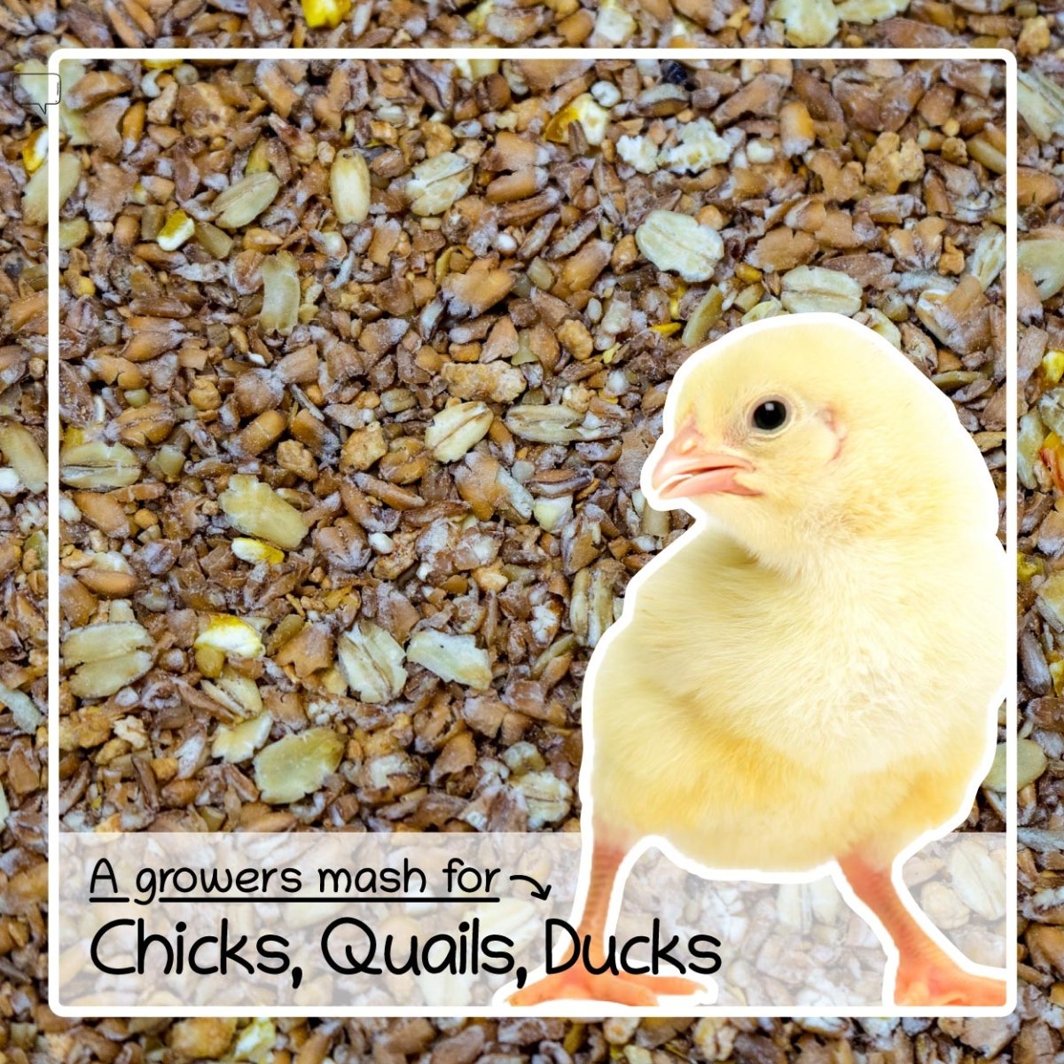 Chick Crumb Food 1.8kg / 5.5kg - Food For Chicks, Duckling & Quail - Seedzbox0604565468109