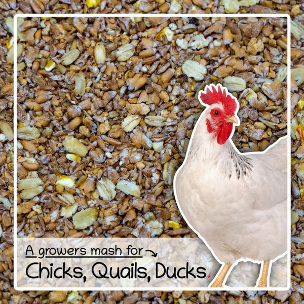 Poultry Chicks, Duckling & Quail Crumb Food Mix, 1.8g-5.5kg - Seedzbox0604565468109