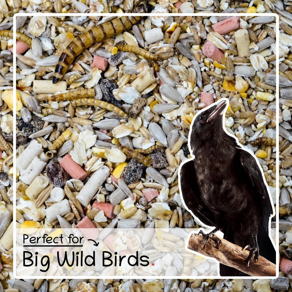 Bird Seed Food - Mealworms Feed & Suet Pellets 1.8kg / 5kg