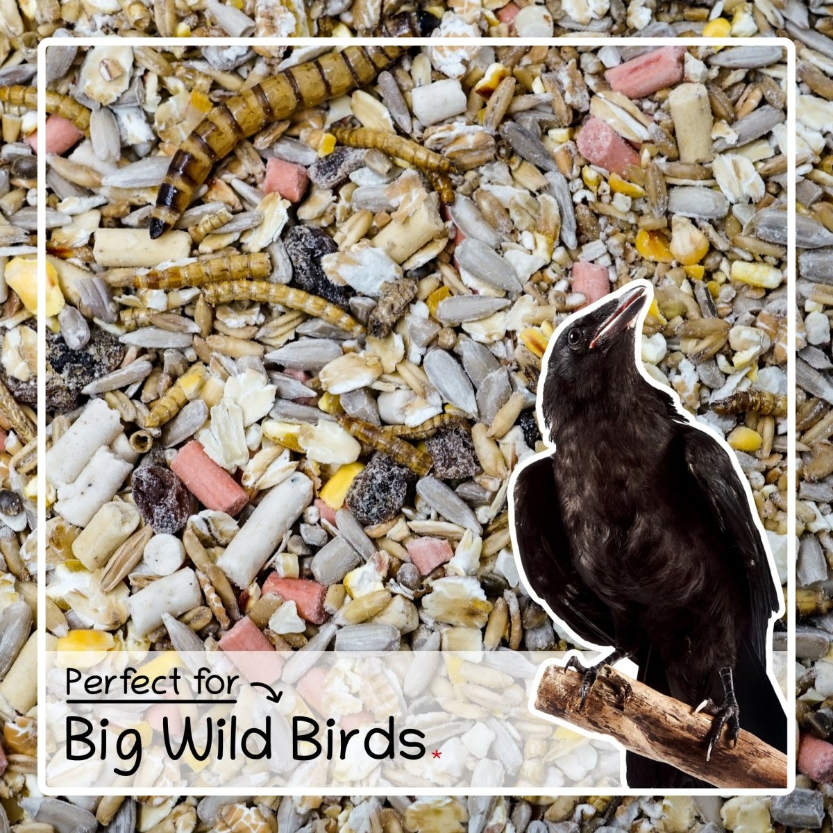 Ultimate Bird Food Seed Mix with Giant Mealworms & Suet Pellets, 2kg & 5kg - Seedzbox0604565368973