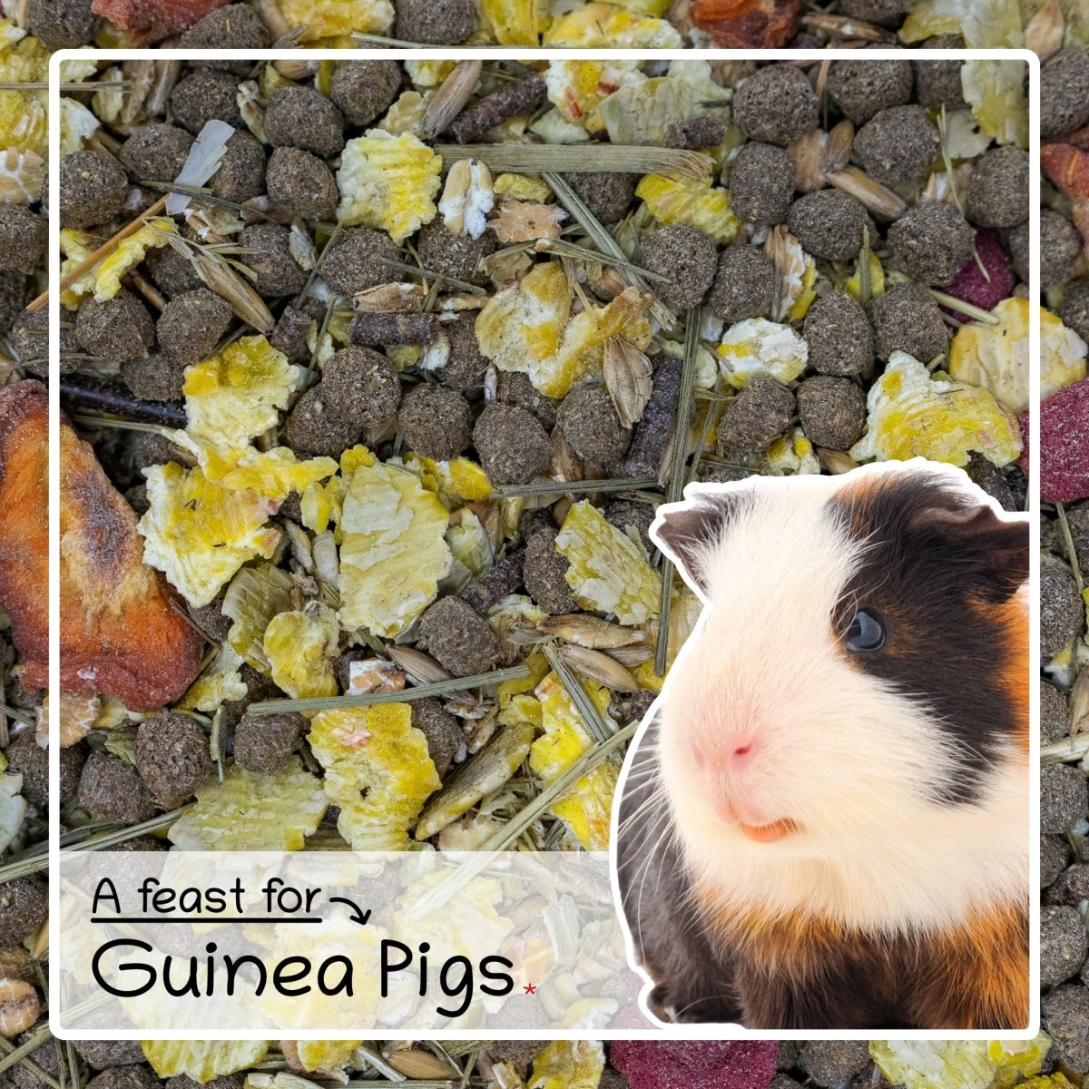 Ultimate Deluxe Guinea Pig Food Crunchy Feed Treat Feast 2.5kg - Seedzbox0604565424952