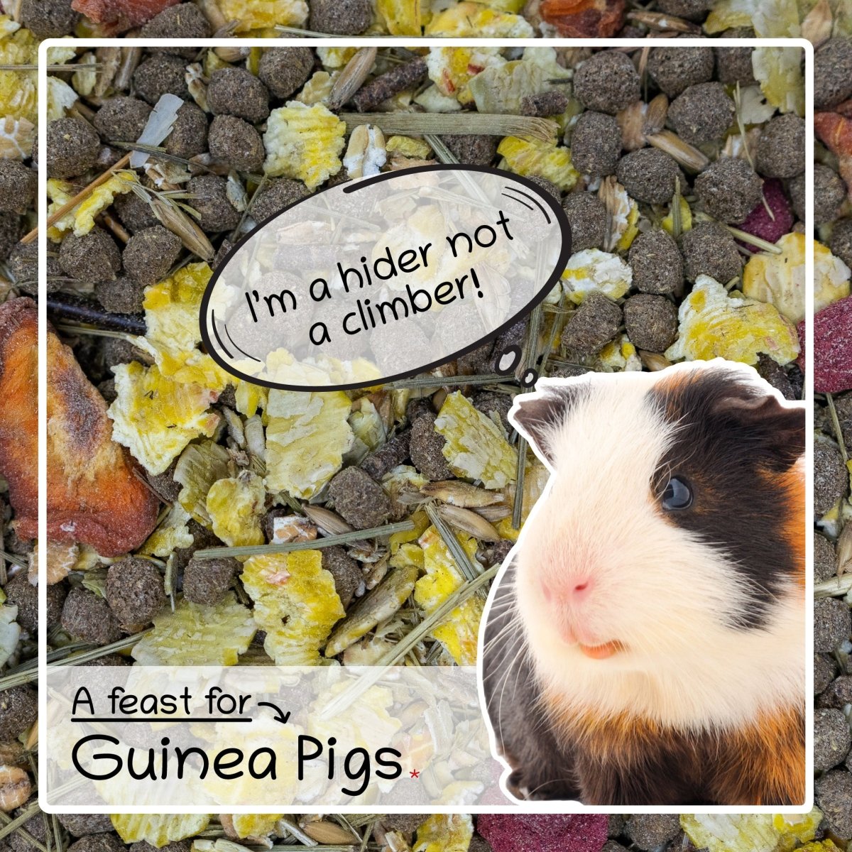 Ultimate Deluxe Guinea Pig Food Crunchy Feed Treat Feast 2.5kg - Seedzbox0604565424952