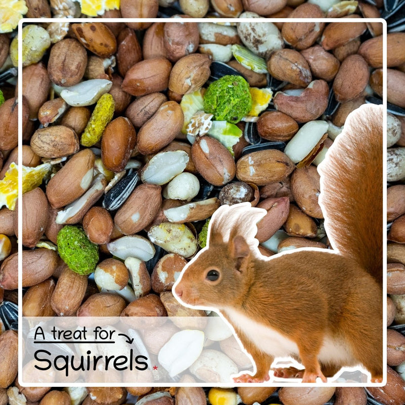 Ultimate Deluxe Squirrel Food Seed & Nut Feed Mix 900g - Seedzbox0604565387035