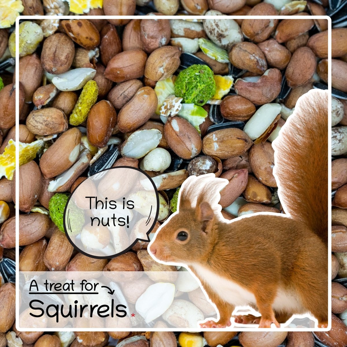 Ultimate Deluxe Squirrel Food Seed & Nut Feed Mix 900g - Seedzbox0604565387035